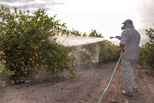 Best Affordable Pest Control Services  in Boyes Hot Springs, CA