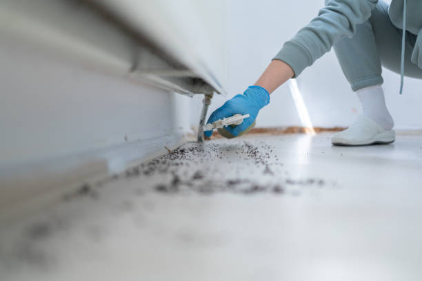 Professional Pest Control in Boyes Hot Springs, CA